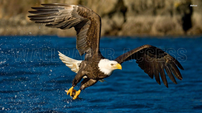 Eagle Wallpapers