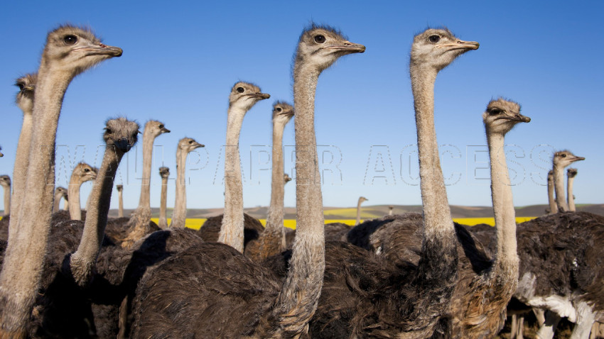 Ostrich Wallpapers