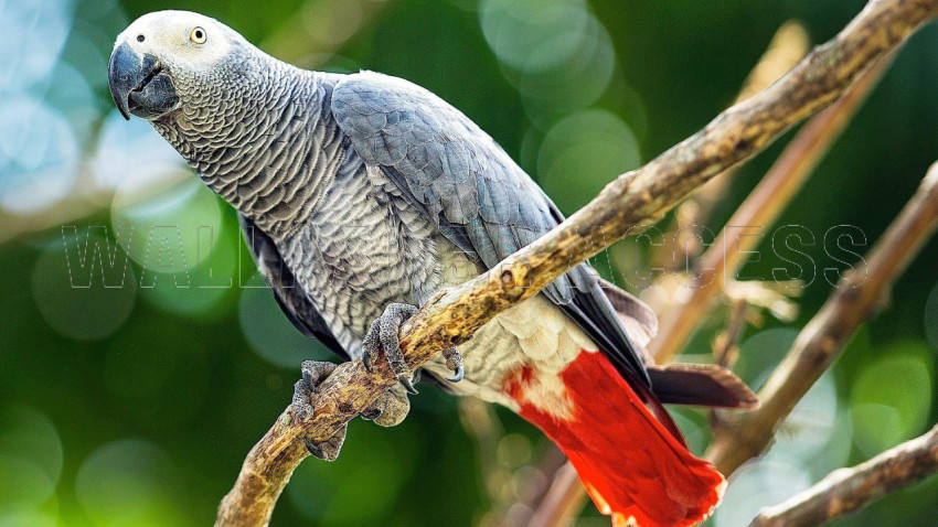 Parrots Wallpapers
