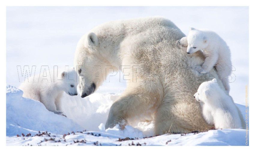 Polar Bear Wallpapers