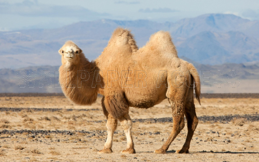 Camel Wallpapers