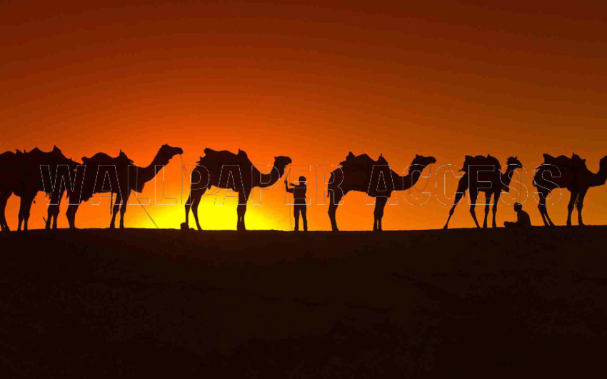 Camel Wallpapers