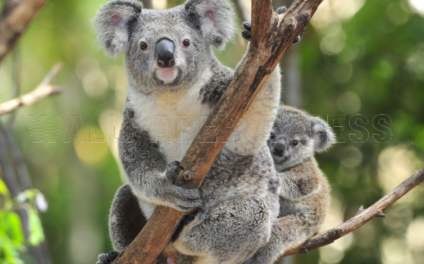 Koala Wallpapers
