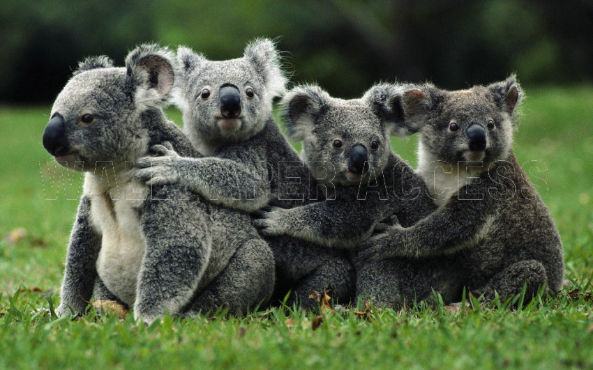 Koala Wallpapers