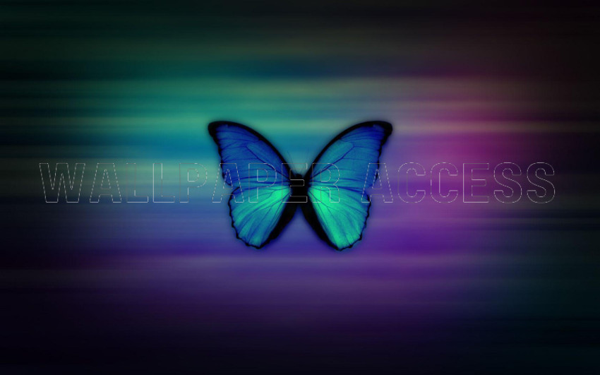 Butterflies Wallpapers