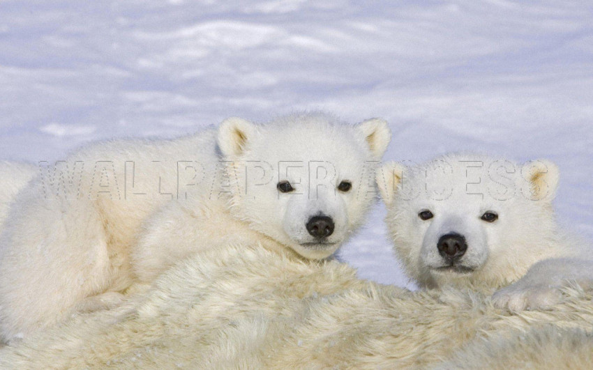 Polar Bear Wallpapers