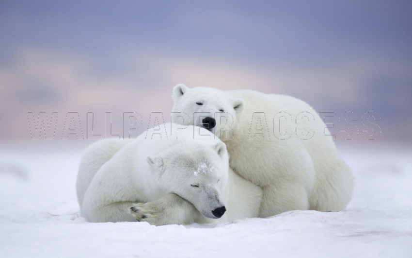 Polar Bear Wallpapers