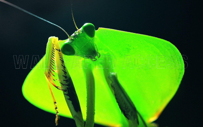Mantis Wallpapers