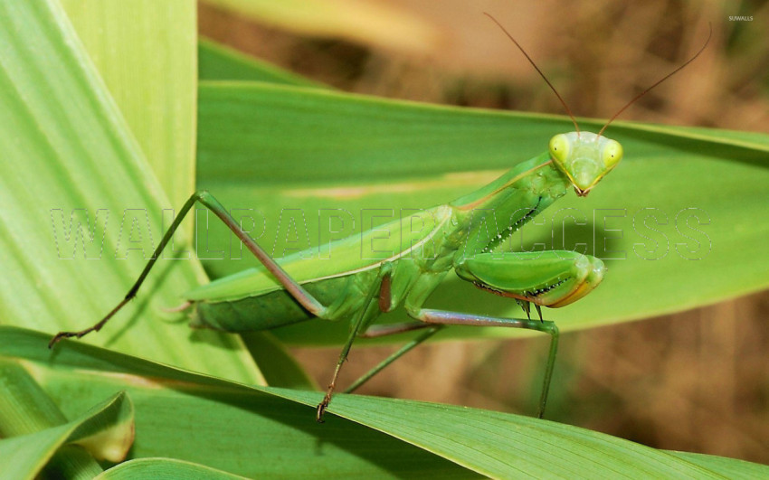 Mantis Wallpapers