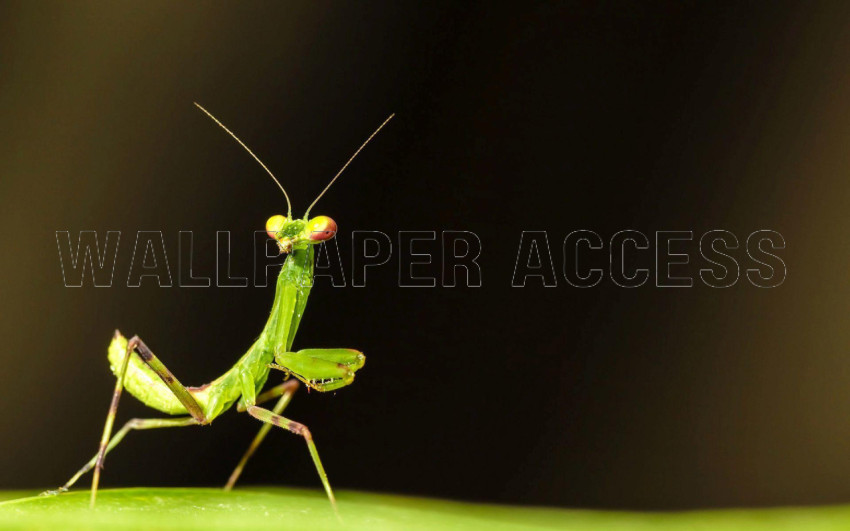 Mantis Wallpapers
