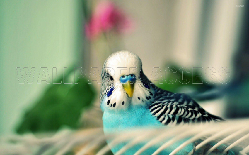 Parakeet Wallpapers