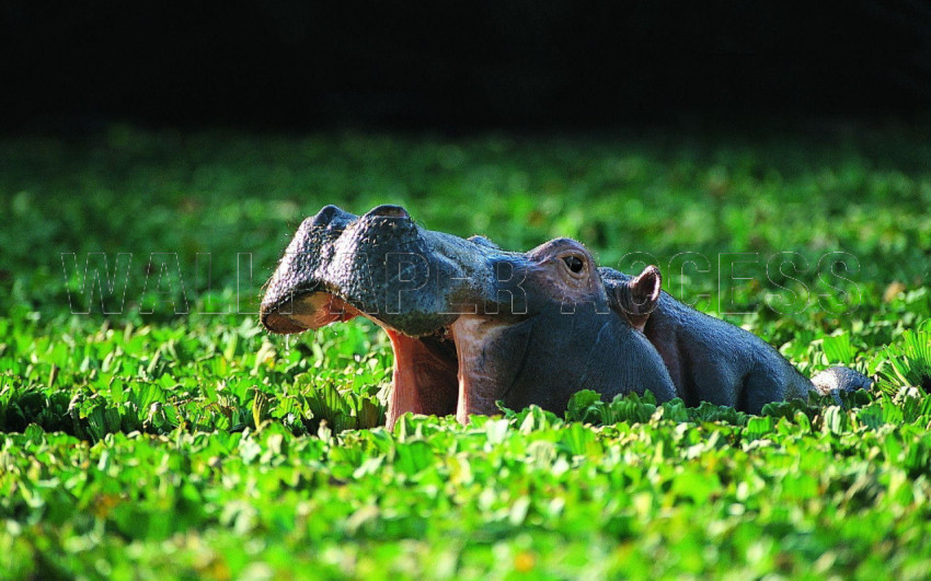 Hippopotamus Wallpapers