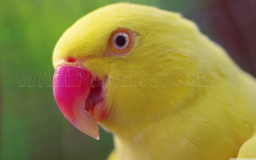 Parrots Wallpapers