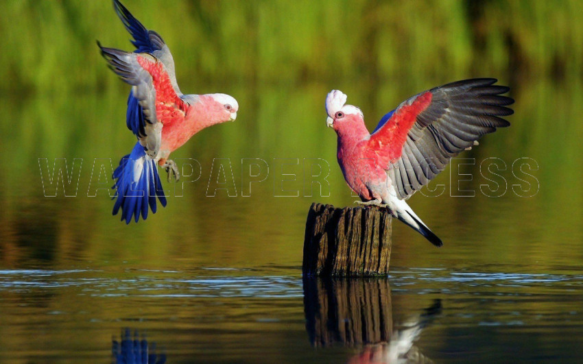 Parrots Wallpapers