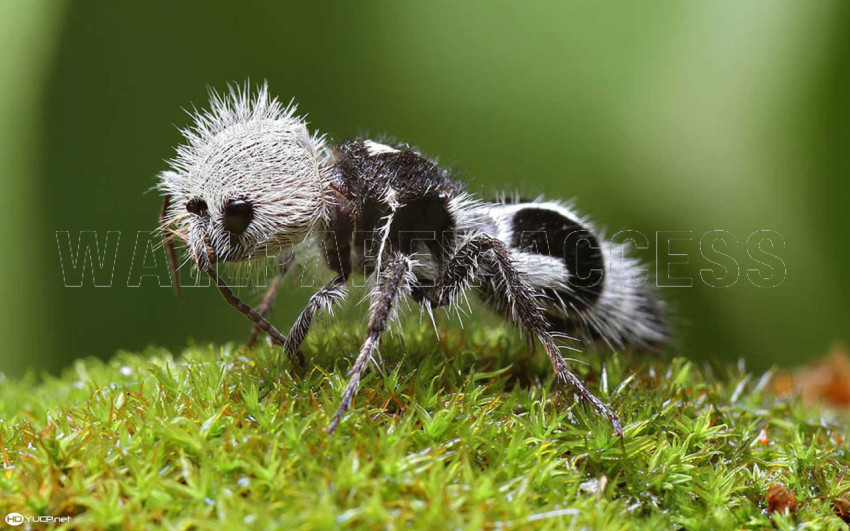Ant Wallpapers