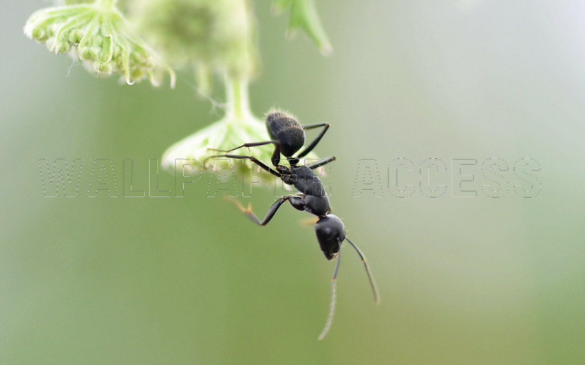 Ant Wallpapers