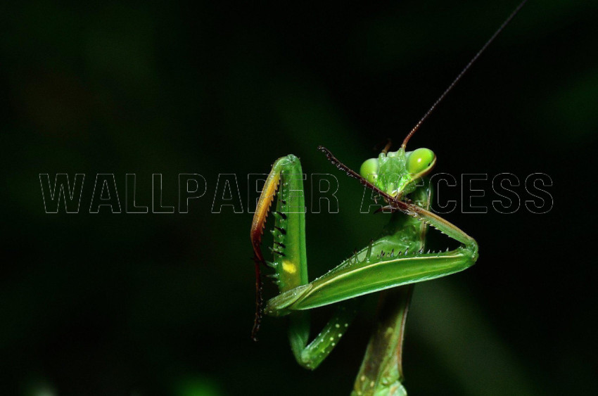 Mantis Wallpapers
