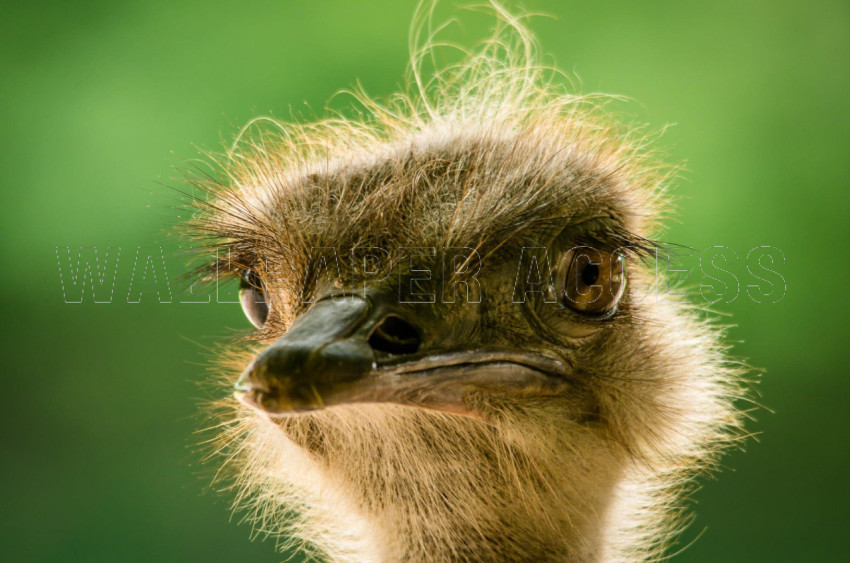 Ostrich Wallpapers