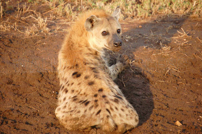 Hyena Wallpapers