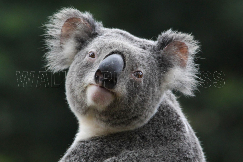 Koala Wallpapers