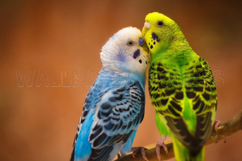 Parakeet Wallpapers