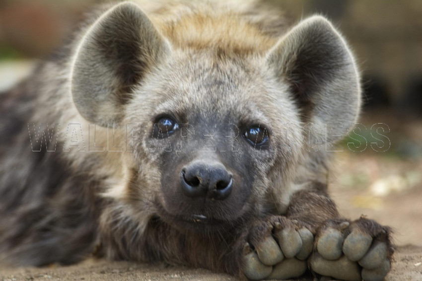 Hyena Wallpapers