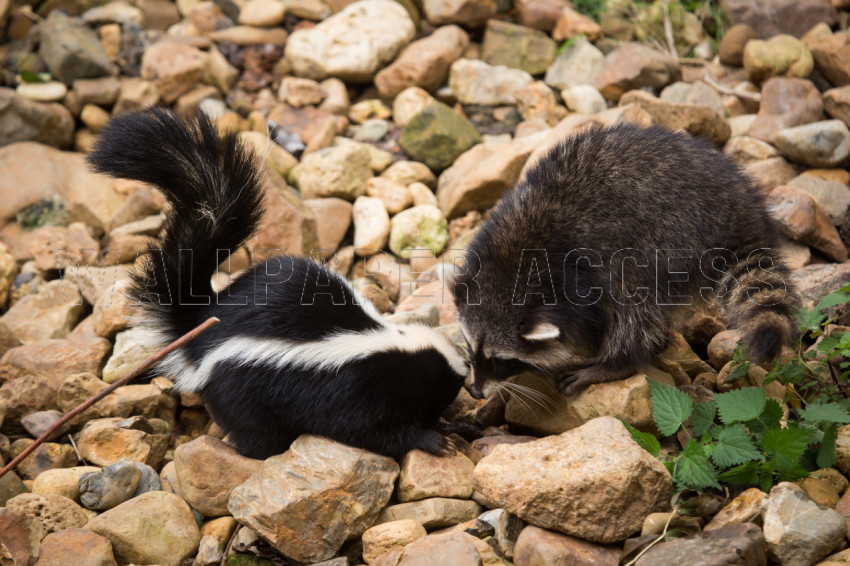 Skunk Wallpapers