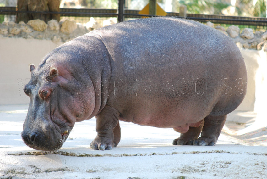 Hippopotamus Wallpapers