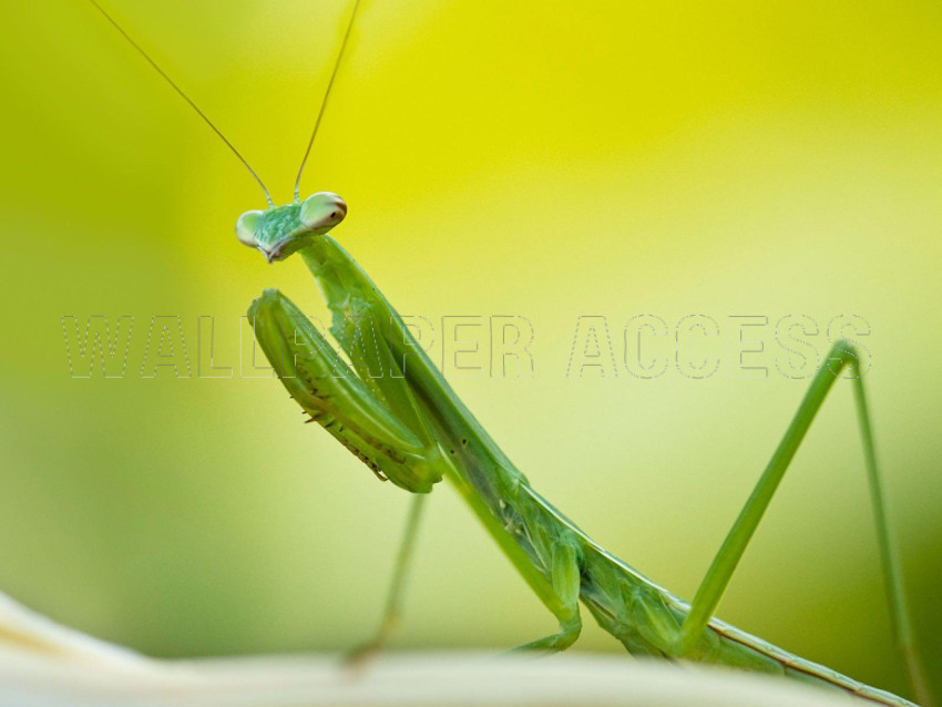 Mantis Wallpapers