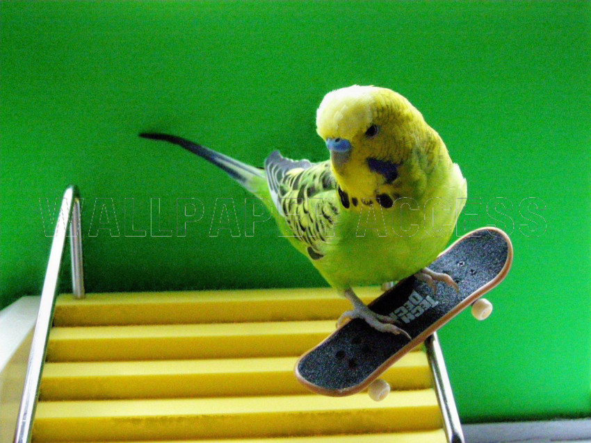 Parakeet Wallpapers