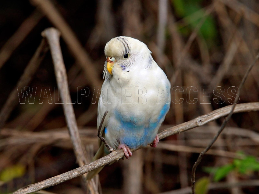 Parakeet Wallpapers