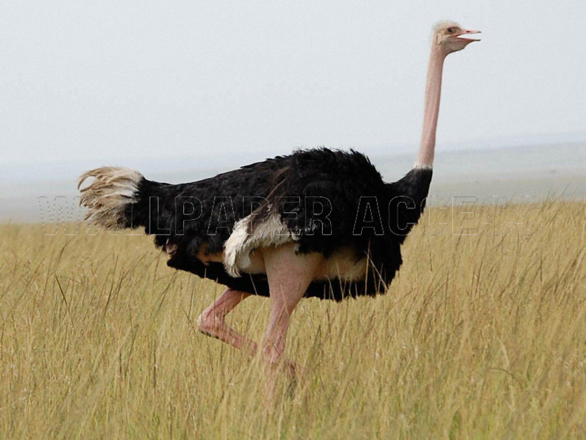 Ostrich Wallpapers