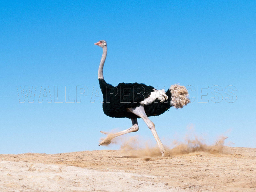 Ostrich Wallpapers